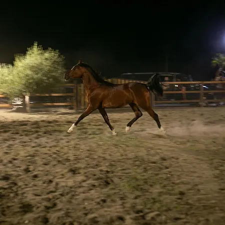 בית הארחה Sancho Farm House Memaliaj
